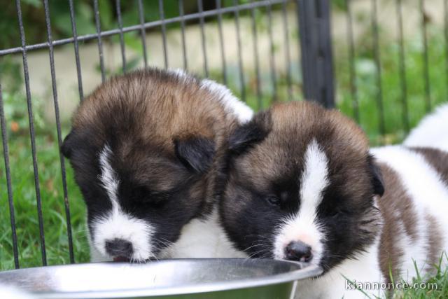 Chiots type Akita a ceder