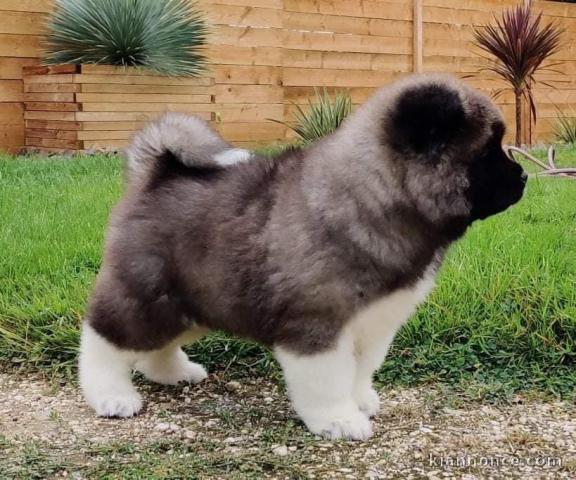 Chiots type Akita a ceder