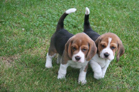 Chiots Beagle POUR ADOPTION 