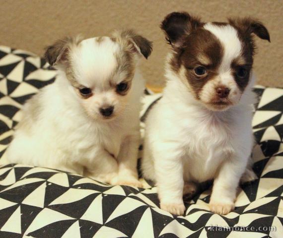 chiot chihuahua mâles et femelles pour adoption