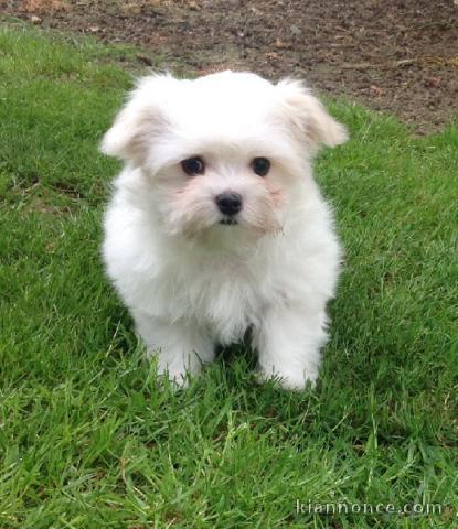 chiot bichon maltais femelle à donner