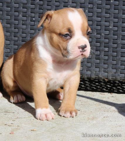 adorable chiot american staffordshire terrier 