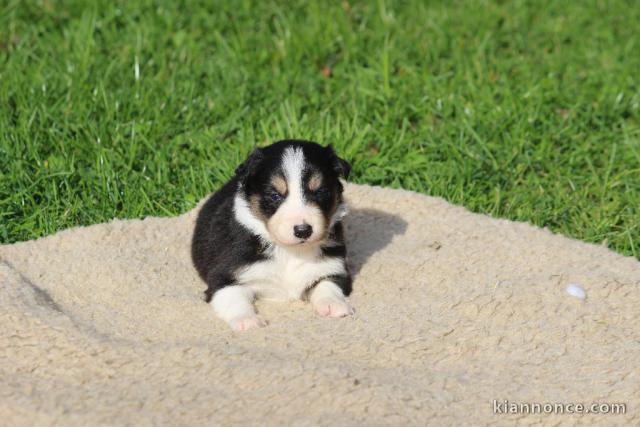 Magnifique et adorable chiot border collie 