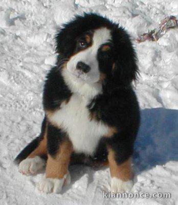 Magnifique et adorable chiot bouvier bernois