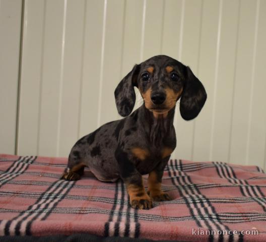 Magnifique et adorable chiot teckel