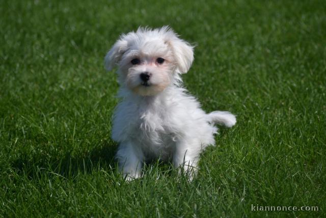 Adorable chiot bichon maltais femelle à donner
