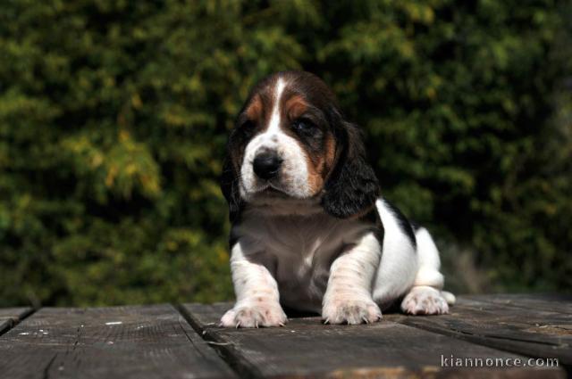 Magnifique et adorable chiot basset hound 