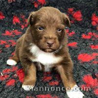 Magnifique et adorable chiot berger australien