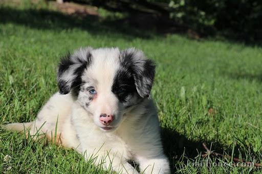 Magnifique et adorable chiot border collie 