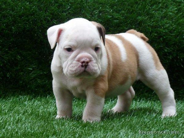 Magnifique et adorable chiot bulldog anglais