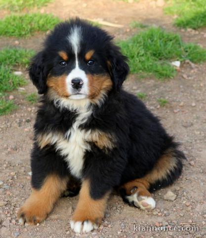 Magnifique et adorable chiot bouvier bernois