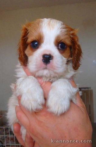 Magnifique et adorable chiot cavalier king charles 