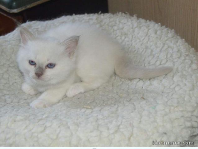 4 CHATONS CHATONS SACRÉ DE BIRMANIE DISPONIBLE