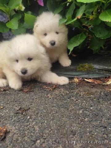 Chiots type Samoyède LOF