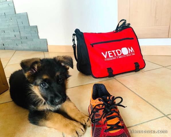 magnifique chiots Berger Allemand a donner 