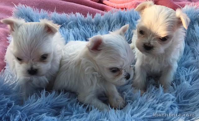 offre adorable chiots pure race Bichon Maltese