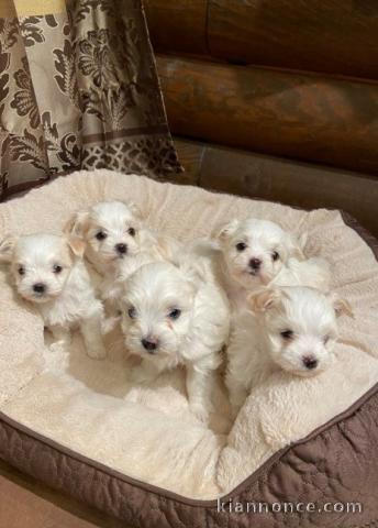 offre adorable chiots pure race Bichon Maltese