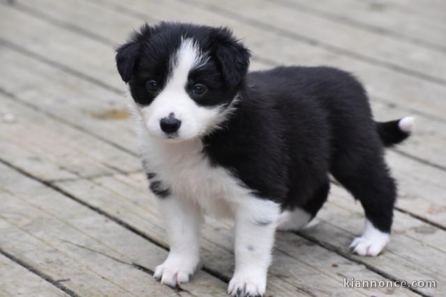 Chiots Border Collie Adoption