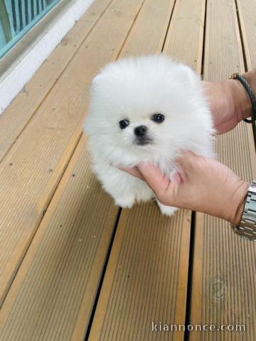 Superbes spitz nain à réserver