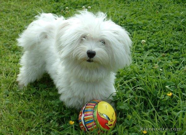 Magnifique et adorable chiot bichon maltais 