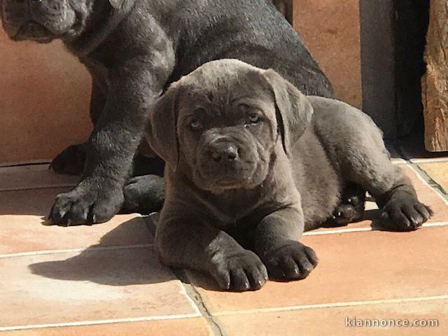 Magnifique et adorable cane corso 