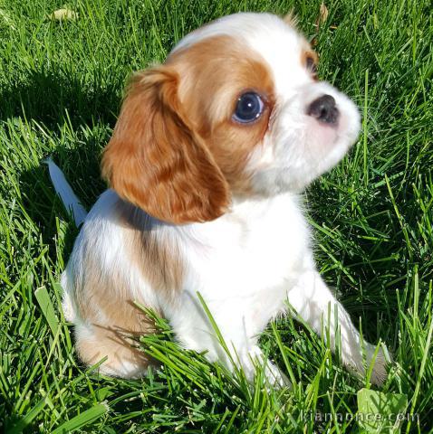 Magnifique et adorable chiot cavalier king charles 