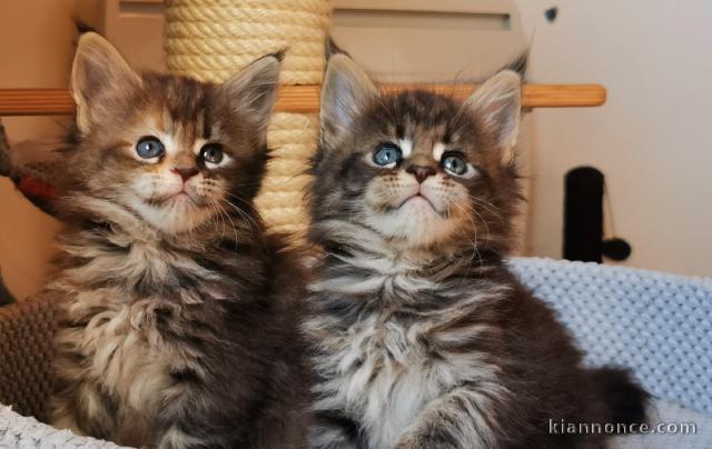 Chatons Type Maine Coon mâles et femelles