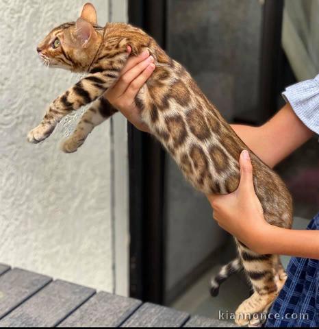 Chatons Type Bengal  mâles et femelles