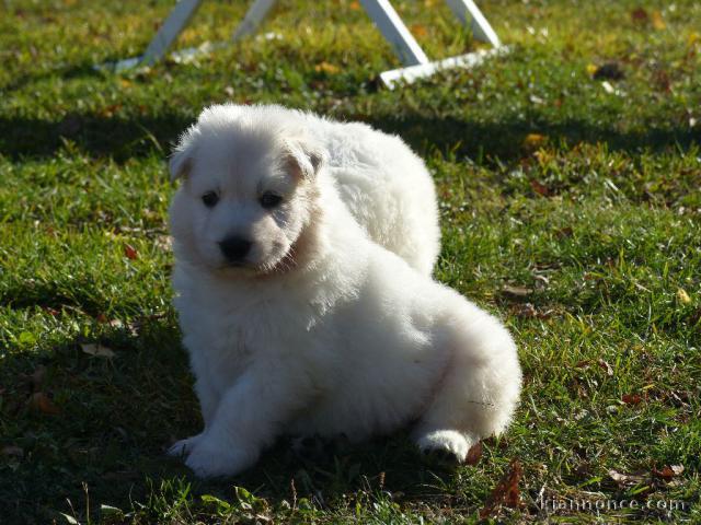 Donne chiot berger blanc suisse femelle