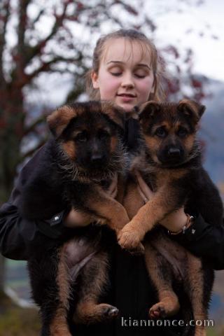 Donne chiot Berger allemand femelle