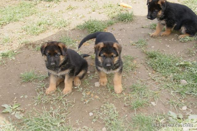 chiot berger allemand a donner