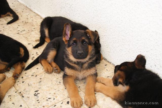 Magnifiques chiots berger allemend lof donner