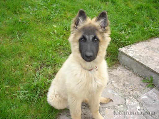 chiot berger malinois a donner