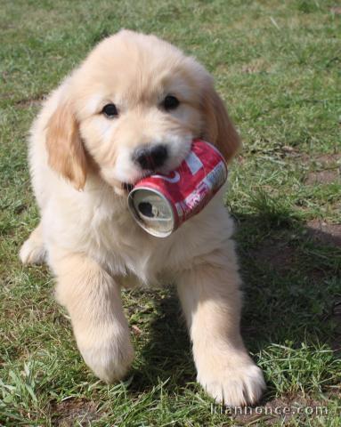 adorables chiots golden a donner