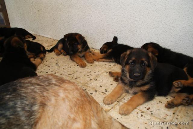 chiot berger allemand a donner