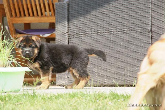 Chiots berger allemand disponible de suite