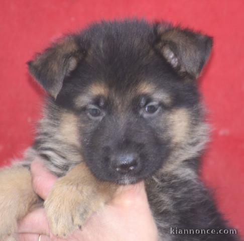 Chiots berger allemand disponible de suite