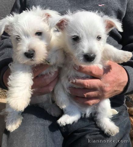 adorables chiots westie a donner