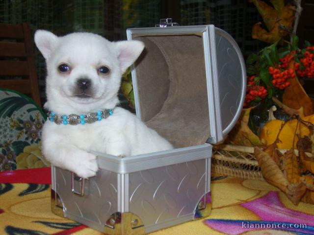  Adorable chiot chihuahua mâle