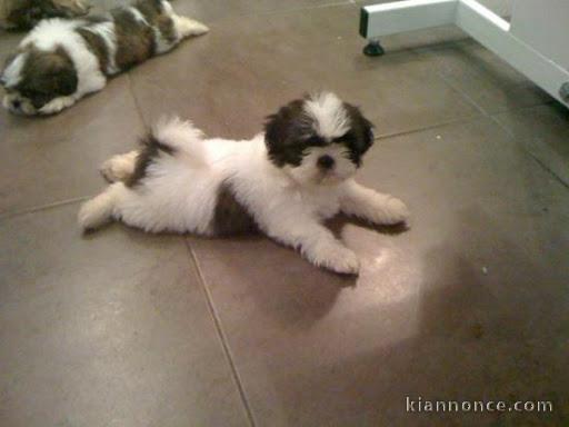 chiots shih tzu a donner