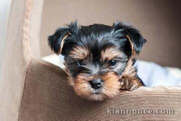 chiots yorkshire pour famille