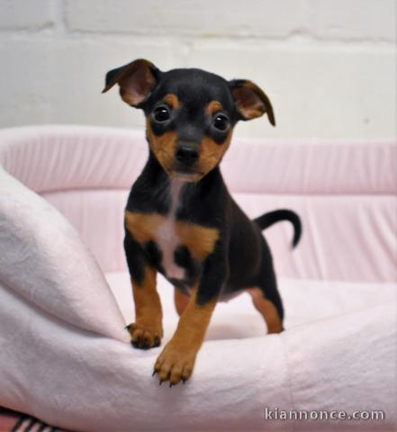 adorable chiot pinsher a donner