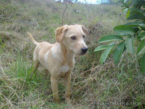 chiots labrador a donner