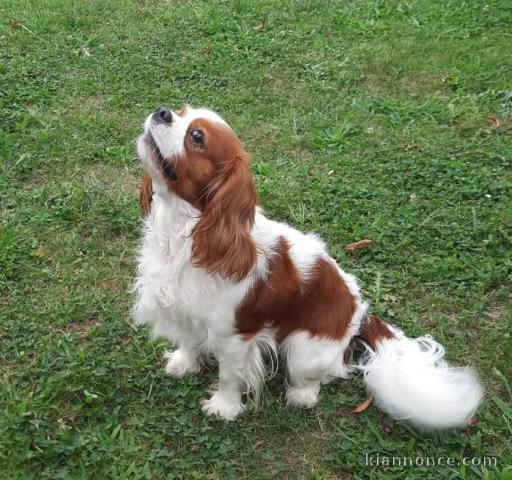 Chiots Cavalier King Charles pour adoption