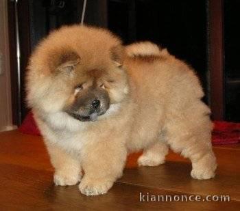 adorables chow chow a donner