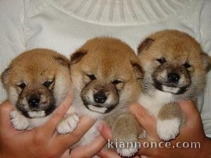 chiots shiba inu a donner