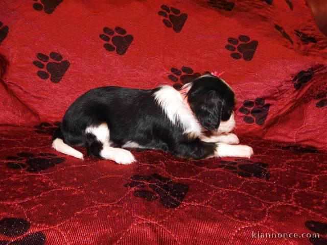 Adorables Chiots Cavalier King Charles Pure Race inscrits au lof