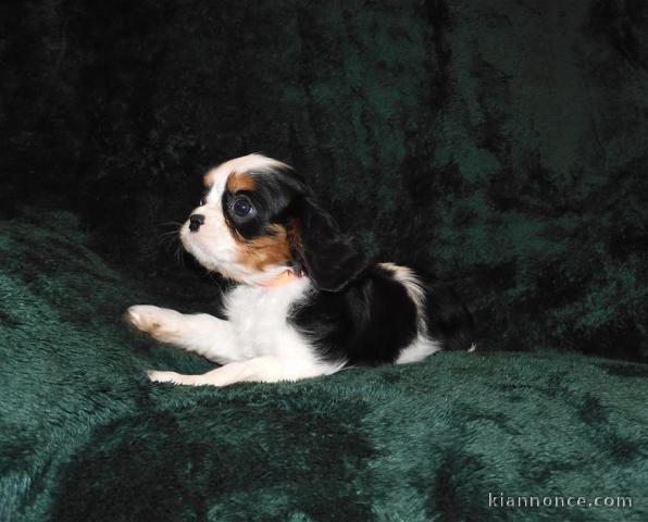 Adorables Chiots Cavalier King Charles Pure Race inscrits au lof