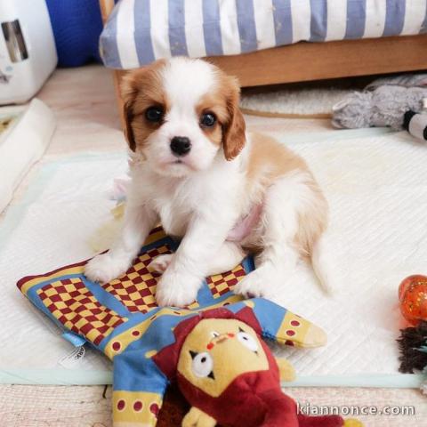 Adorables Chiots Cavalier King Charles Pure Race inscrits au lof