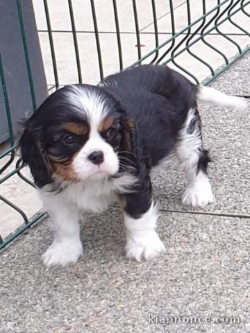 Magnifique Chiots Cavalier King Charles à donner